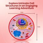 Cross Sectional Foam Animal Cell Model   Great For Classroom Learning  Teaching