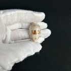 Talostolida Pellucens  Cypraea Pellucens  30mm  Cowrie Seashell From Hawaii