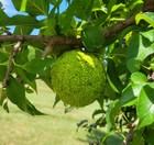 36 Farm Fresh Hedge Apple Osage Orange Horse Monkey Ball Maclura Pomifera Bois