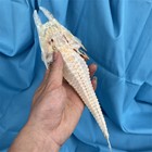 1pcs Robust Armoured-gurnard Fish Bones Real Animal Specimen About 11-12inches