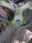 Peacock Feathers- White Or Indian Blue