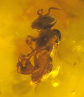 Superb Extinct Stingless Bee In Dominican Amber Fossil Los Cacaos Mines
