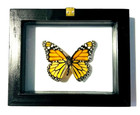 Real Butterfly Monarch In Black Frame Double Glass A  Grade Specimen 