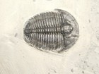 Elrathia Trilobite Fossil From Cambrian Utah 100  Natural 178gr  c
