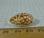 Cypraea Cribraria  28mm F   f   
