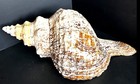 Large 19    Genuine Horse Conch Shell