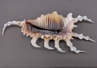 Scorpion Spider Conch Seashell Lambis Scorpio  1 Shell Approx  4-6  Inches 
