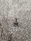 Monopoly Electronic Banking Replacement Pawns Pieces Parts