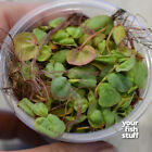 Red Root Floaters Portion In 3 w X 2 h Cup Easy Live Fresh Water Aquarium Plants