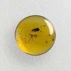 Wasp In Burmese   Burmite Amber Fossil   100  Genuine Amber 