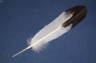 Hand-painted Turkey Feather  Immature Golden Eagle Replica  clean No Spatter 
