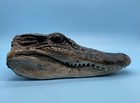American Alligator Head Closed Mouth 5-6 Inches Genuine Documentation Included