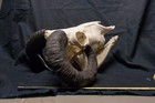 Goat Skull With Horns