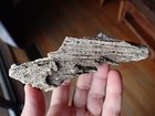 Botryoidal Fossil Coral Geode Fragment Ga Agate Specimen Collection Ocean Wc21