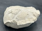 Amazing 3 75    Texas Fossil Echinoid Macraster Sp cretaceous Urchin  Shell Intact