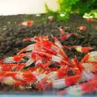 10 1 Red Rili Shrimp Live Freshwater Shrimp Aquarium Neocaridina Inverts