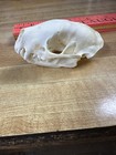 Real Bone Skunk Skull