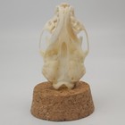 Real American Mink Skull - Dome Display - Neogale Vison - American Sourced