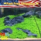 5g Aquarium Plant Seeds Fish Tank Aquatic-water Grass Foreground Easy Live Plant