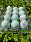 12 Rare Colors Celadon Coturnix Quail Hatching Blue Eggs - 1 Dozen Mixed Variety