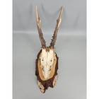 Black Forest Roe Deer Antler Skull 14in Vintage Birch Wood Wall Plaque Trophy