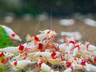 20  Caridina Shrimps  - Mix Pure Red Line   Deep Blue-live Arrival Guarantee