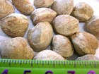  Lucina Saltwater Clam Bivalve Fossils 380 Million Years Old Agatized 1 Pound  