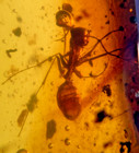 A101 Bu7096 Ant Millipedes Flower Buds In Nice 20g Burmese Amber Burmite 99mya
