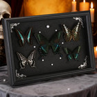 Real Framed Butterfly Taxidermy Collection - Set Of 5 In Shadow Box Display - Na