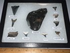 Xl Megalodon Era Shark Teeth Collection Framed Labeled Fossil Shark Tooth Lot 