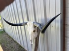 Longhorn Steer Skull 4 Feet 2 1 2 Inch Wide Polished Bull Horn Mounted Cow Head