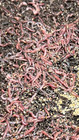 18 000  Pure Red Wiggler Bed Run Composting Worms Wholesale Pricing  15 Per 1000