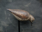 A Superb Sanderling  Steve Morey New Jersey Shorebird Decoy Antique Lure Nr
