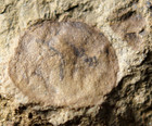 Rare Undescribed Silurian Eurypterid Fossil Sea Scorpion Head Shield Unique Site
