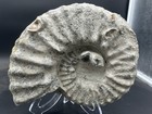 Big 12    Dinosaur Age Mortoniceras Sp  Texas Fossil Ammonite  bivalve  Ammonite 