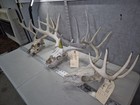3 Pack  3 Whitetail Deer Skulls European Decor Man Cave Taxidermy Buck Antlers