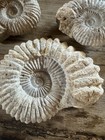 3 Ammonite Fossil Real 8 Lbs Collectible Ancient