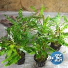 Hygrophila Pinnatifida  Live Aquarium Plants     buy One  Get One 50  Off  Potte