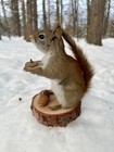 Red Squirrel Taxidermy  Squirrel Taxidermy  Pine Squirrel  Adirondacks  Gift 