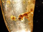 Polished Fossil Amber With Winged Wasp And Insect Fossils Colombia 11 1gr