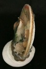 Vintage Philippines Shell Souvenir - Fish - Sealed