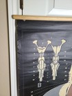 1938 Turtox Pull Down Anatomy Chart Shark Chicago Usa Sj College 30  X 40  Guc