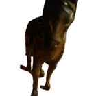 Wooden Horse With Leather Saddle And Harness