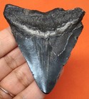 Megalodon Shark Tooth - 2 67  - Real Fossil - Shark Teeth - Megladone 
