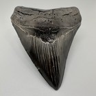 Really Nice Serrated 5 08  Fossil Megalodon Shark Tooth - Usa - Thick heavy