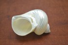 Silvermouth Pearl Turbo Shell Hermit Crab 2  - 2 1 2 