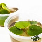 Large Frogbit  limnobium Laevigatum  Live Plants Aquascape   Planted Tank   Xl