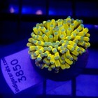 Malaysian Banana Gold Torch Black Mouth Wysiwyg - Indigo Corals - Ic 3850
