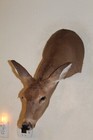Whitetail Doe Deer Head Shoulder Mount Taxidermy Cape Shed Antler Mule