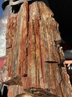       rr        Exquisite Rainbow Druzy Log Arizona Petrified Wood  28 Lbs      